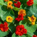 Fleurs - Capucine Tom Pouce en Mélange - face recto